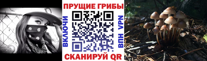 Галлюциногенные грибы Psilocybe  Высоковск 